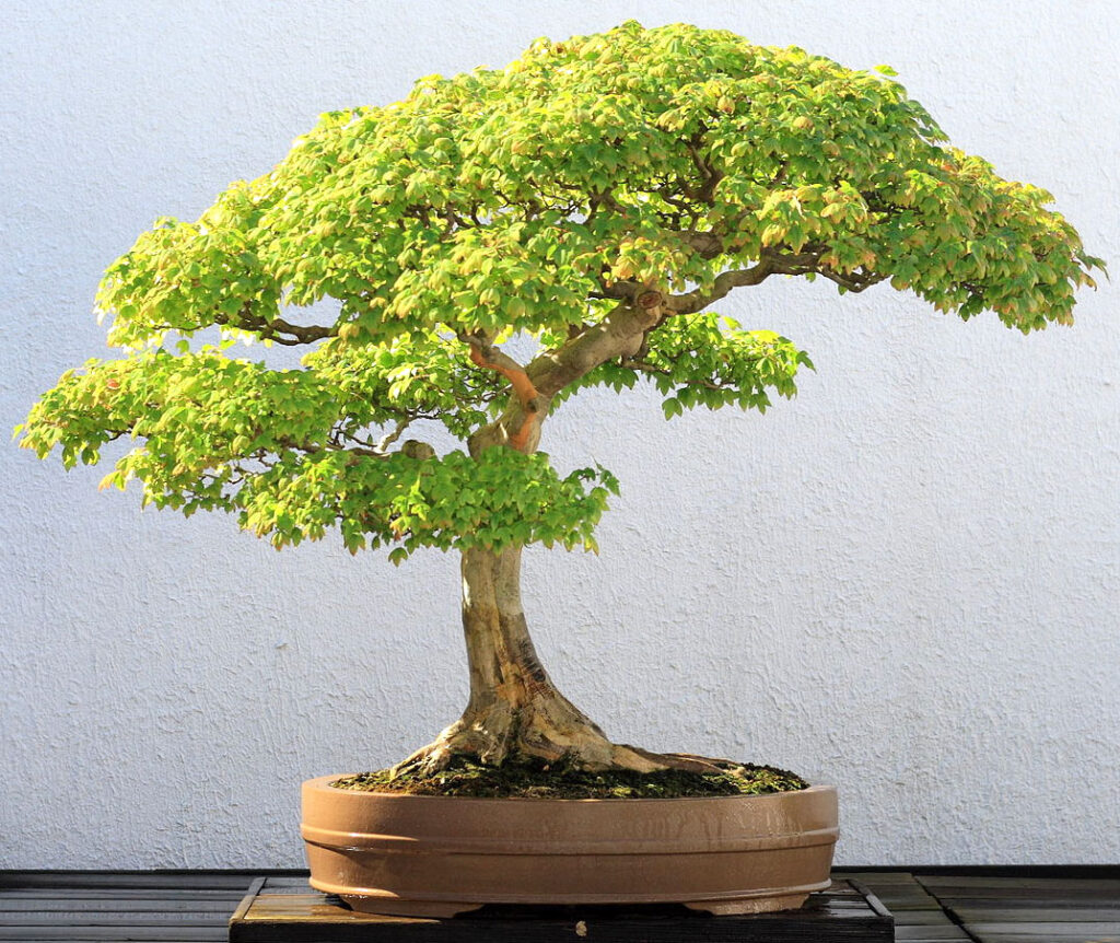 Trident Maple Bonsai Tree