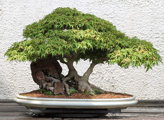 Japanese Maple Bonsai Tree