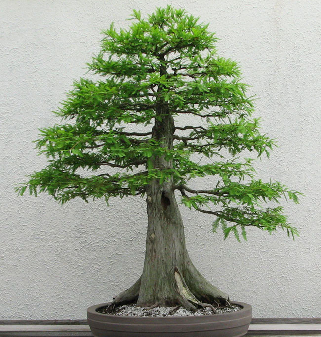 Bald Cypress Bonsai Tree