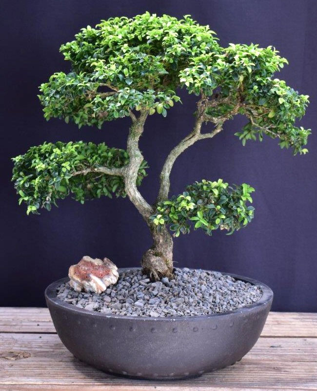 Japanese Kingsville Boxwood Bonsai Tree