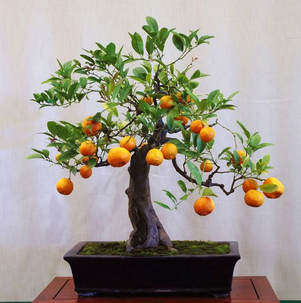 Calamondin Orange Bonsai Tree