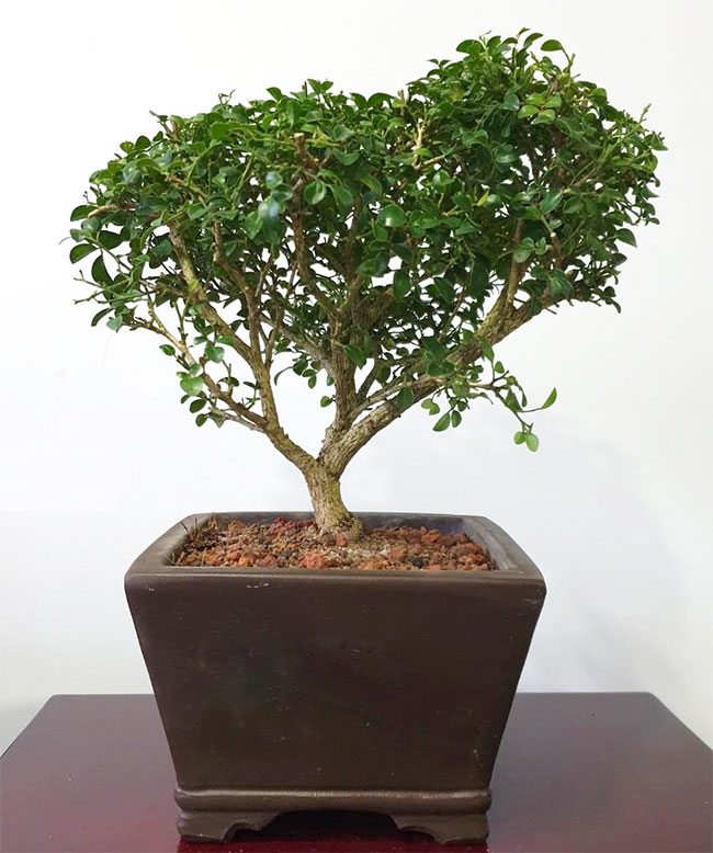 Chinese Perfume Bonsai Tree