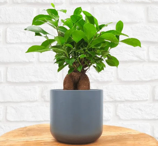 Chinese Taro Bonsai Tree