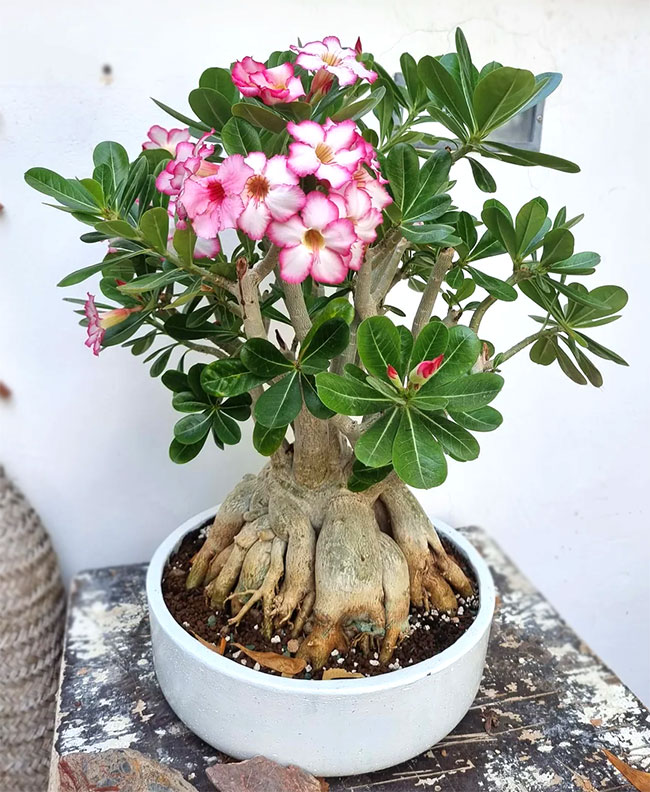 Desert Rose Bonsai Tree