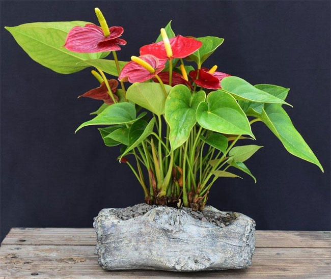 Flamingo Lily Bonsai Tree