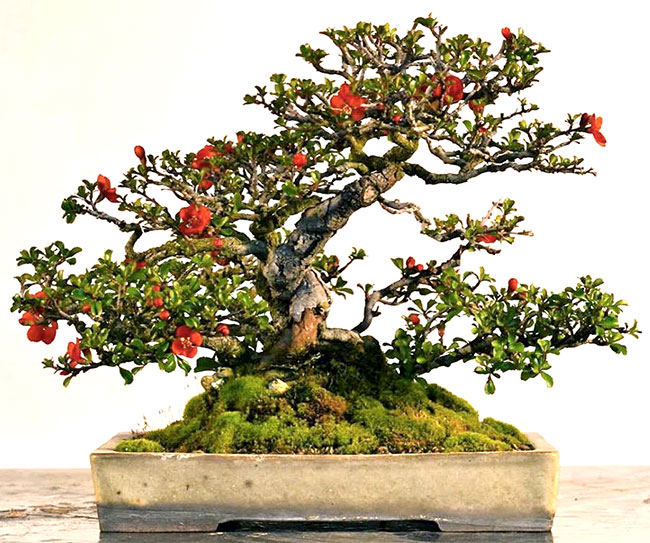 Flowering Quince Bonsai Tree