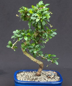 Fukien Tea Bonsai Tree