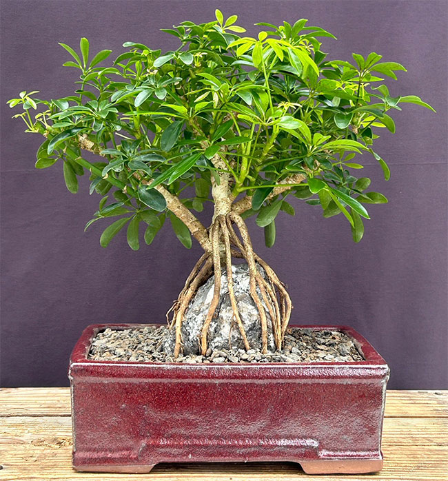 Hawaiian Umbrella Bonsai Tree