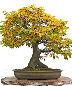 Rock Hornbeam Bonsai Tree