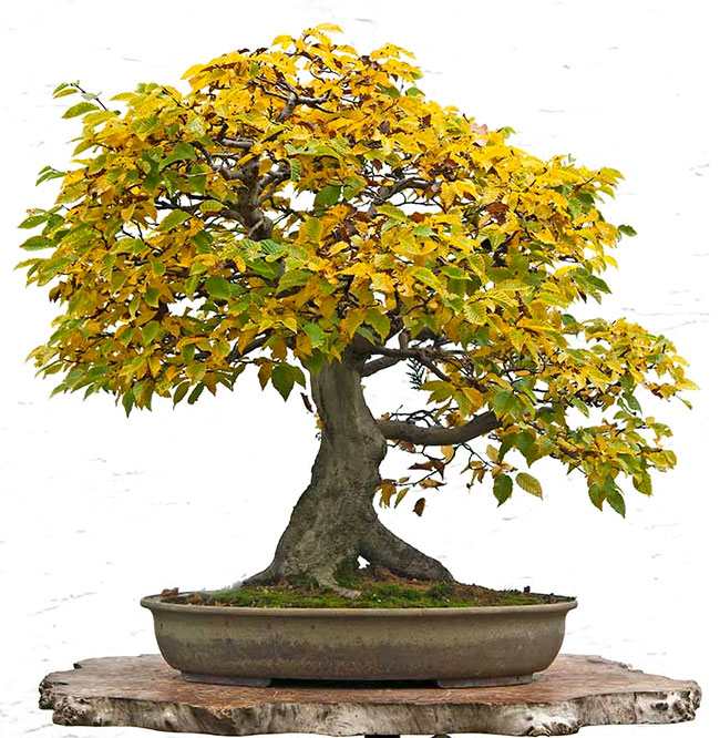 Rock Hornbeam Bonsai Tree