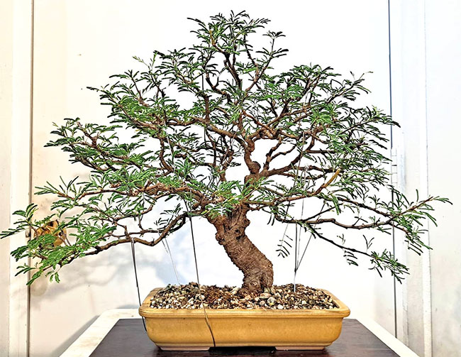 Sweet Acacia Bonsai Tree