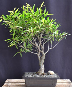 Willow Leaf Ficus Bonsai Tree