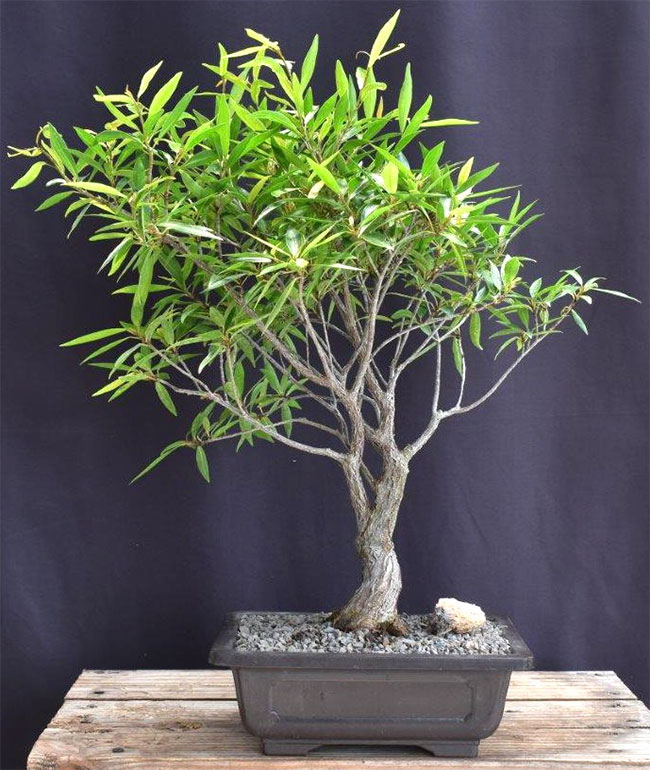 Willow Leaf Ficus Bonsai Tree