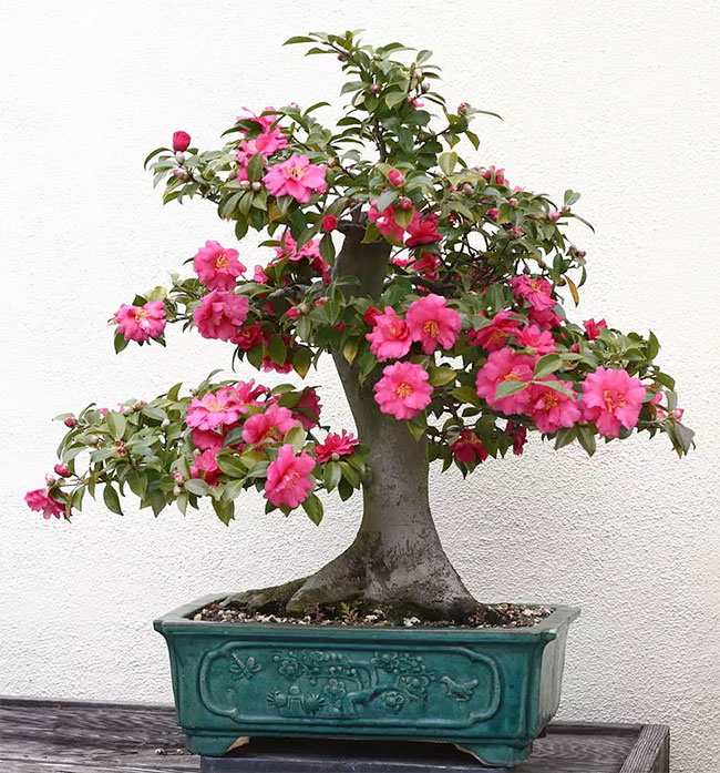 Camellia Bonsai Tree