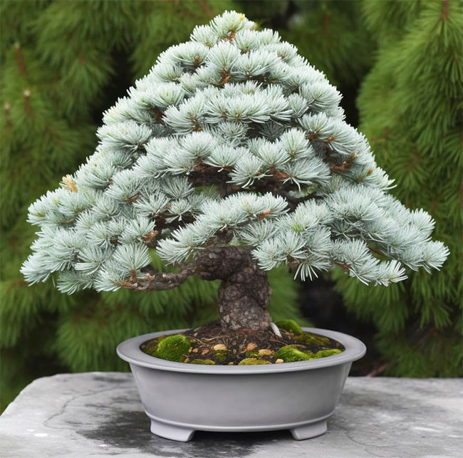 Colorado Blue Spruce Bonsai Tree