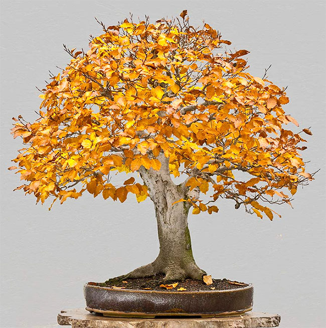 Copper Beech Bonsai Tree