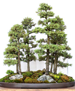 Dwarf Alberta Spruce Bonsai Tree