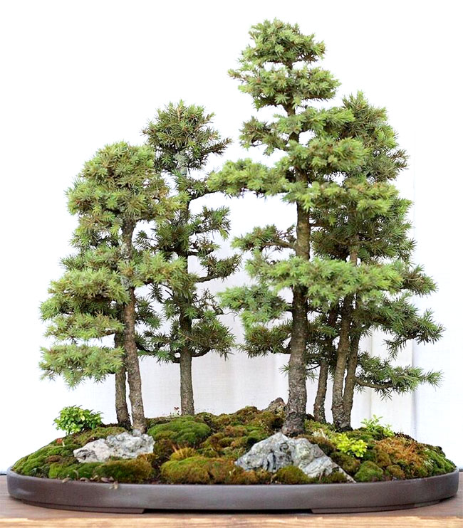 Dwarf Alberta Spruce Bonsai Tree