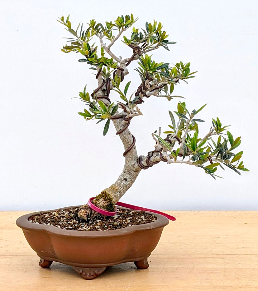 Dwarf Black Olive Bonsai Tree