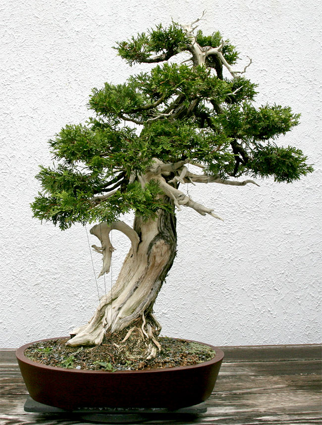 Eastern White Cedar Bonsai Tree