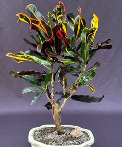 Garden Croton Bonsai Tree