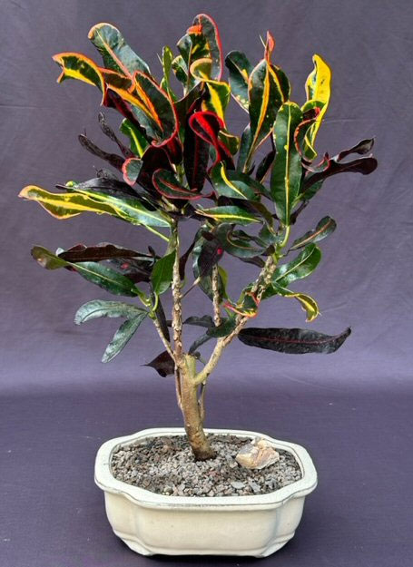 Garden Croton Bonsai Tree