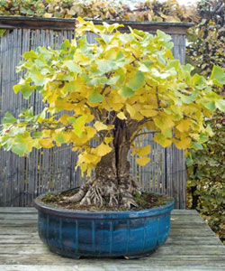 Ginkgo Bonsai Tree