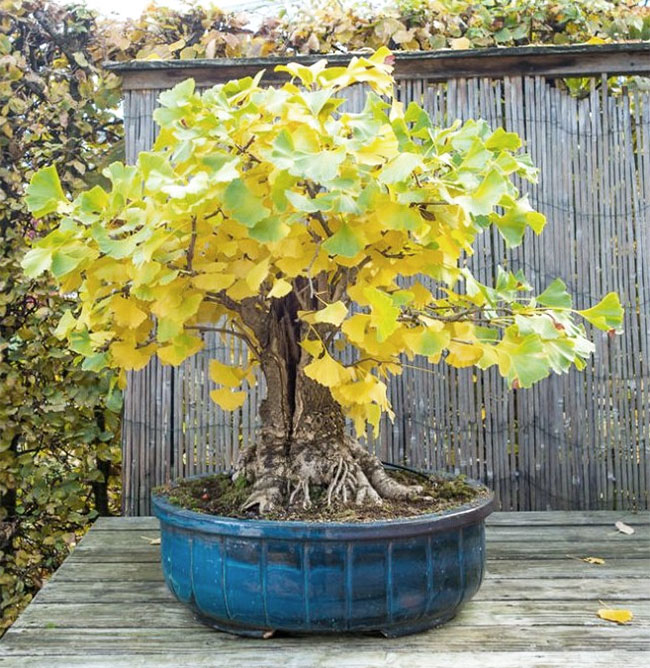 Ginkgo Bonsai Tree