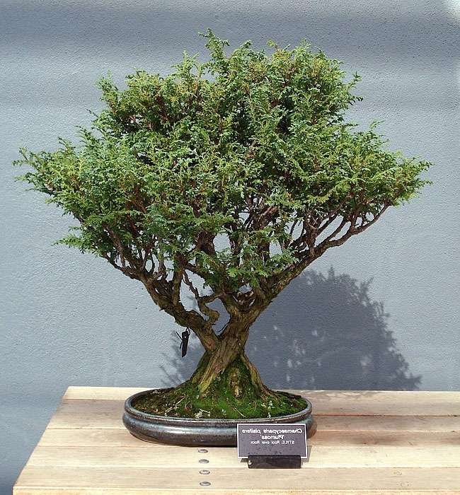 Green Thread Cypress Bonsai Tree