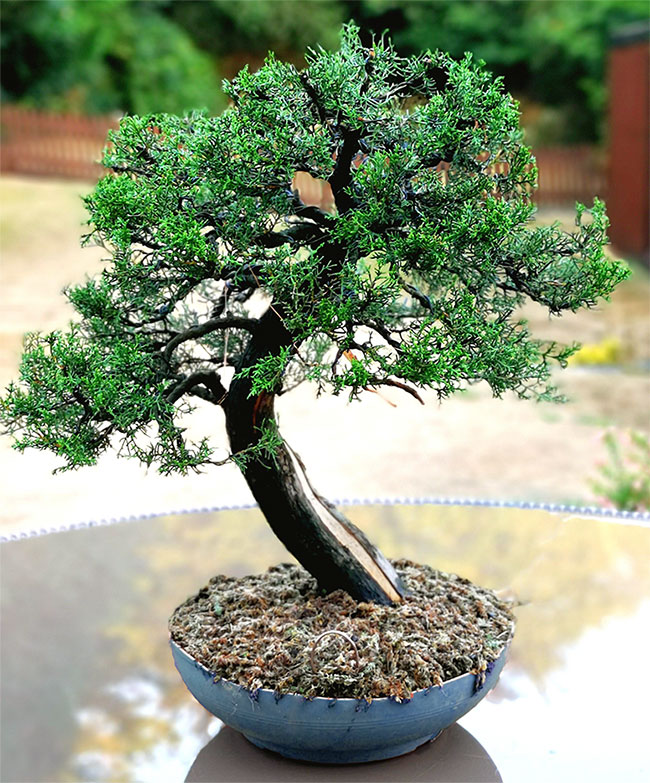 Italian Cypress Bonsai Tree