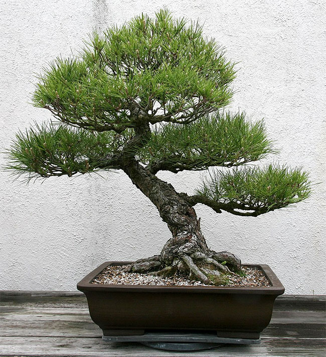 Japanese Black Pine Bonsai Tree