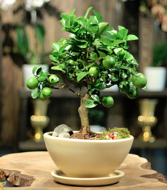 Key Lime Bonsai Tree