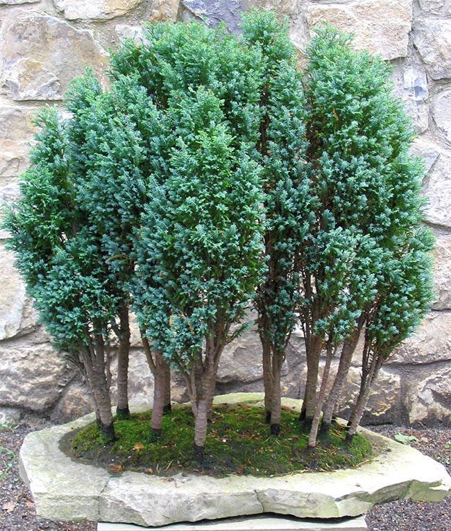 Lawson Cypress Bonsai Tree