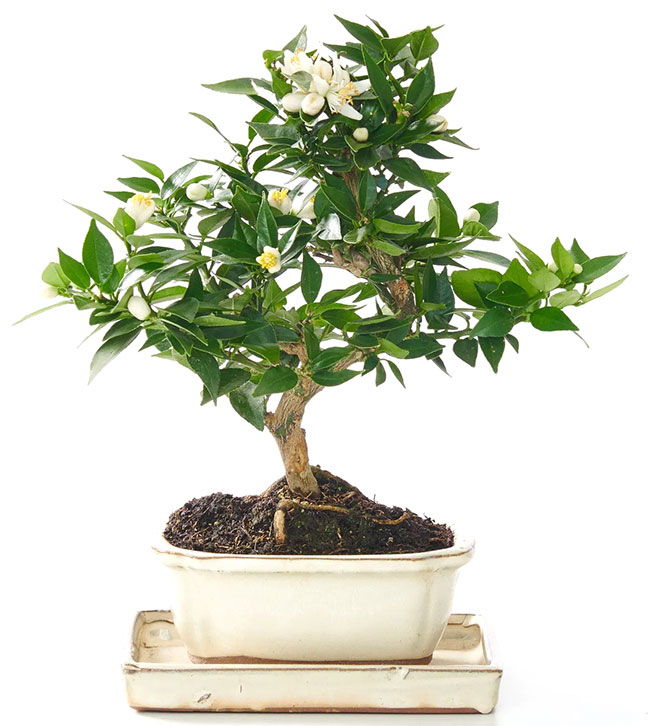 Meyer Lemon Bonsai Tree