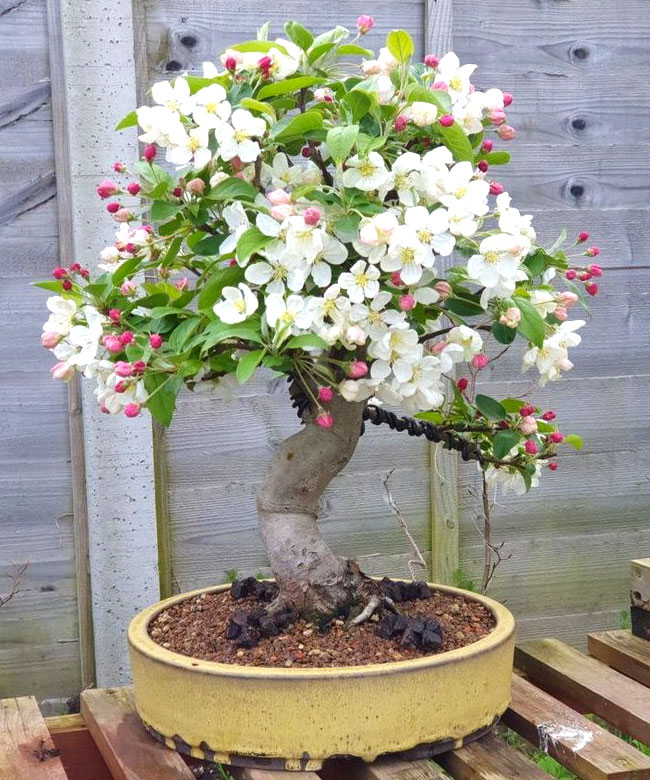 Nagasaki Crabapple Bonsai Tree