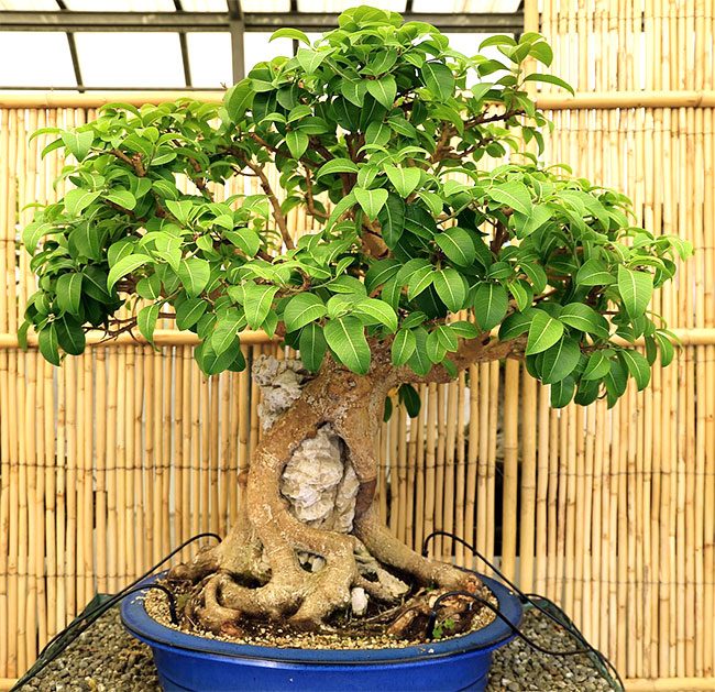 Natal Fig Bonsai Tree