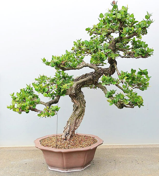 Natal Plum Bonsai Tree