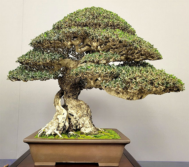 Olive Bonsai Tree