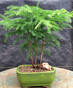 Norfolk Island Pine Bonsai Tree