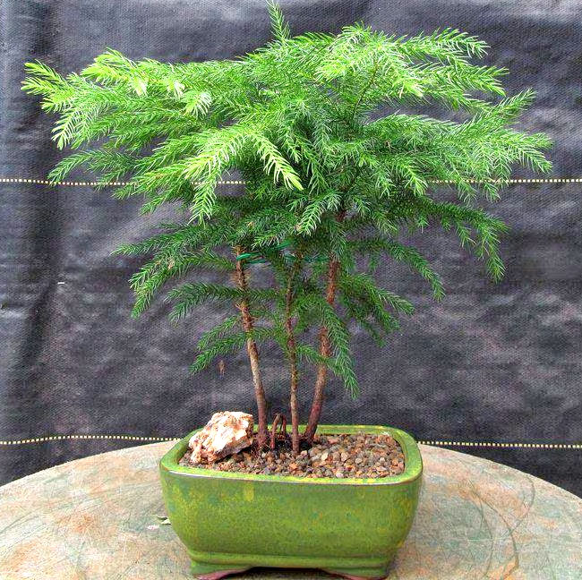 Norfolk Island Pine Bonsai Tree