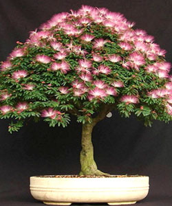 Pink Powderpuff Bonsai Tree