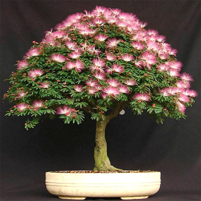 Pink Powderpuff Bonsai Tree