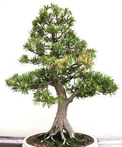 Podocarpus Bonsai Tree