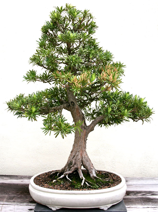 Podocarpus Bonsai Tree