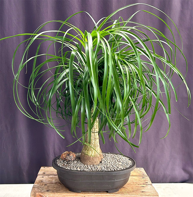 Ponytail Palm Bonsai Tree