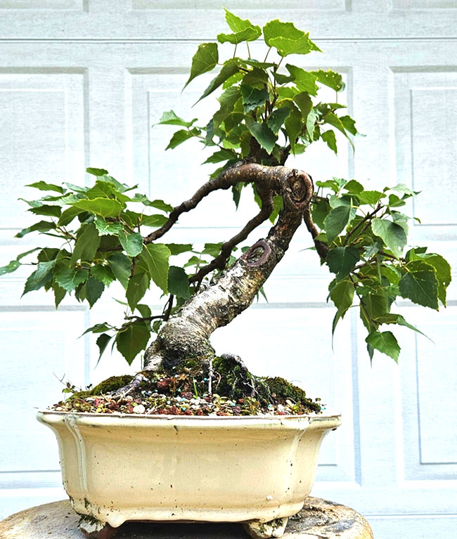 River Birch Bonsai Tree