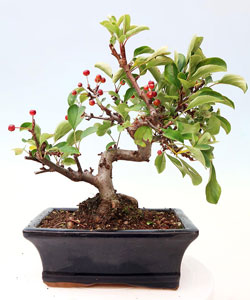 Sargent Crabapple Bonsai Tree