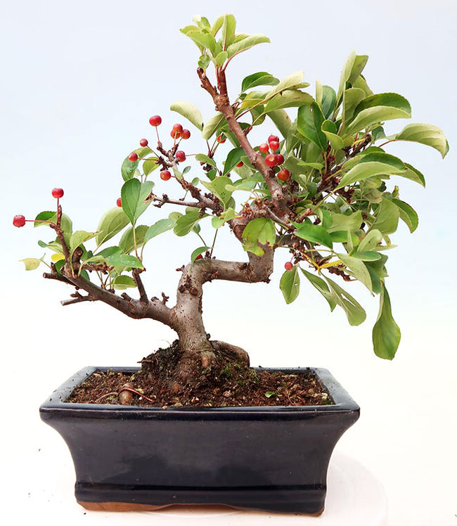 Sargent Crabapple Bonsai Tree