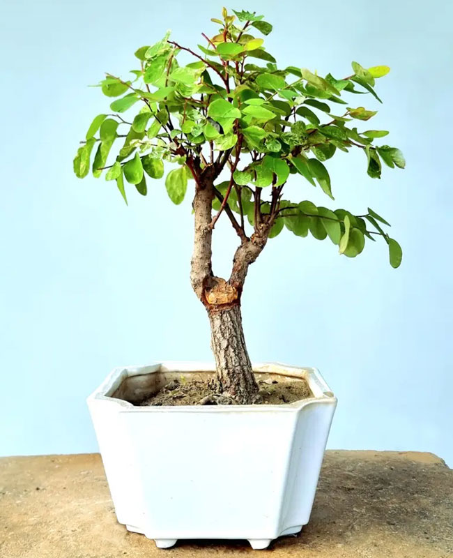 Snowbush Bonsai Tree