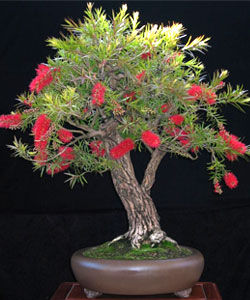 Stiff Bottlebrush Bonsai Tree